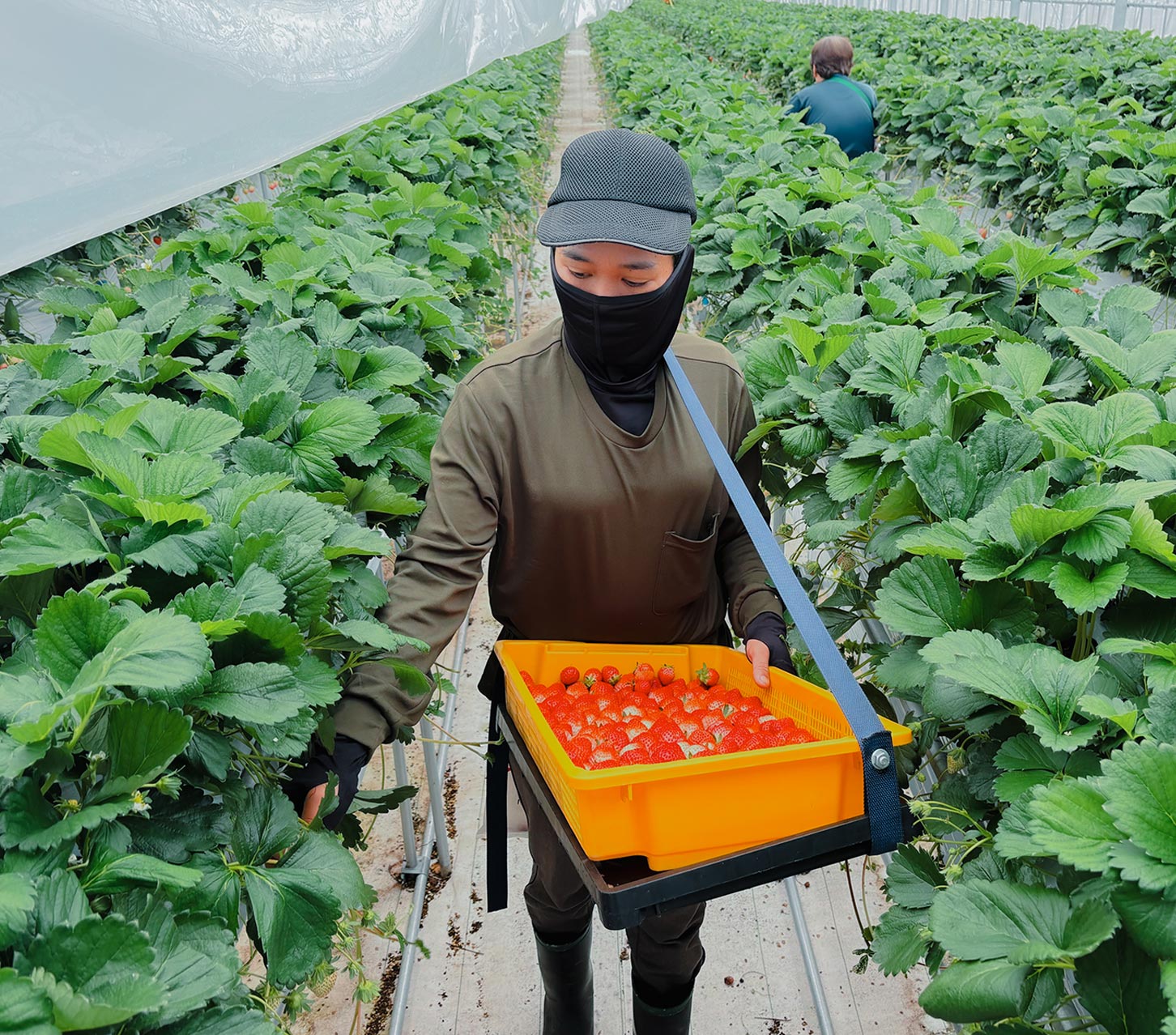 合同会社瀬戸内サラダ - 香川県 観音寺駅 野菜やイチゴ生産の農作業